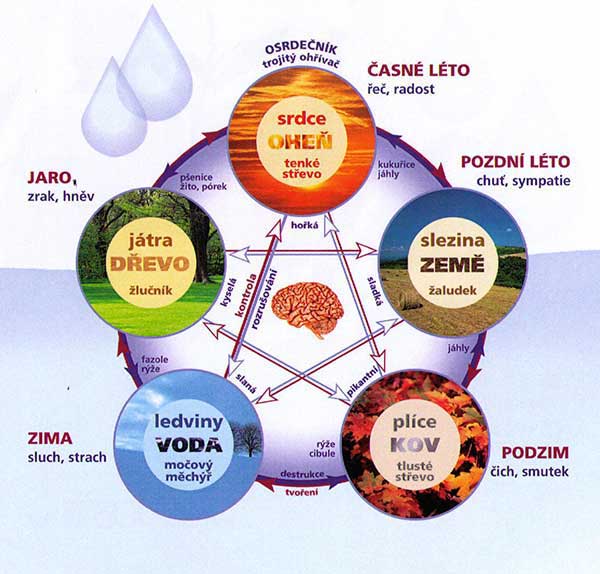 Orgánový pentagram čínské medicíny